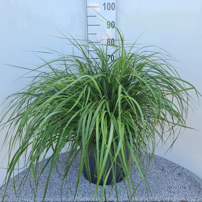 <h4>Pennisetum Alo. Redhead P40</h4>