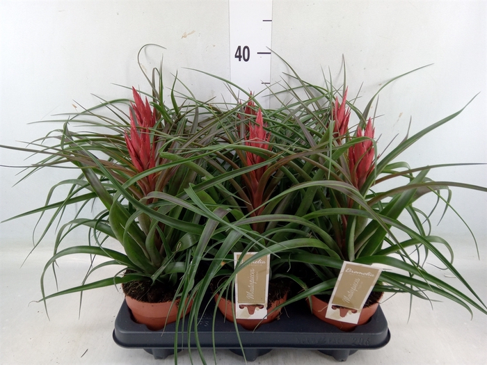 <h4>Tillandsia</h4>