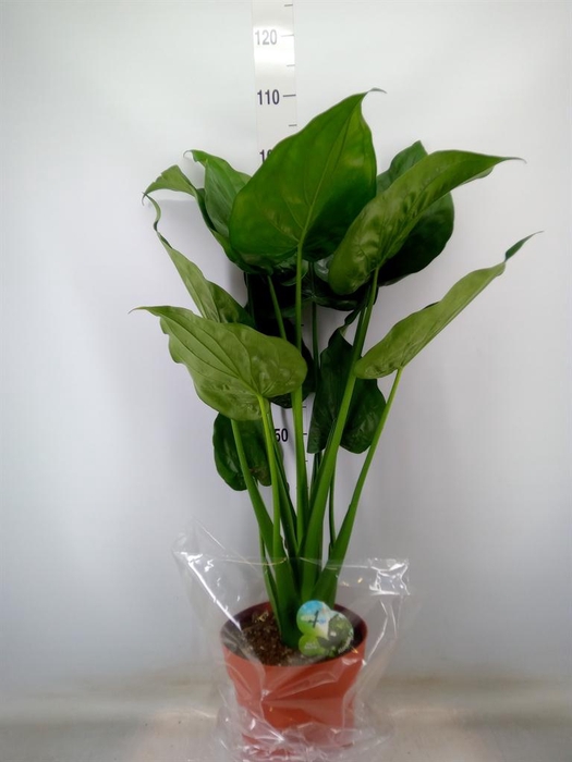 <h4>Alocasia cucullata</h4>