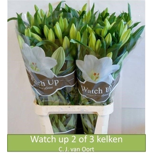 Lilium lo watch up
