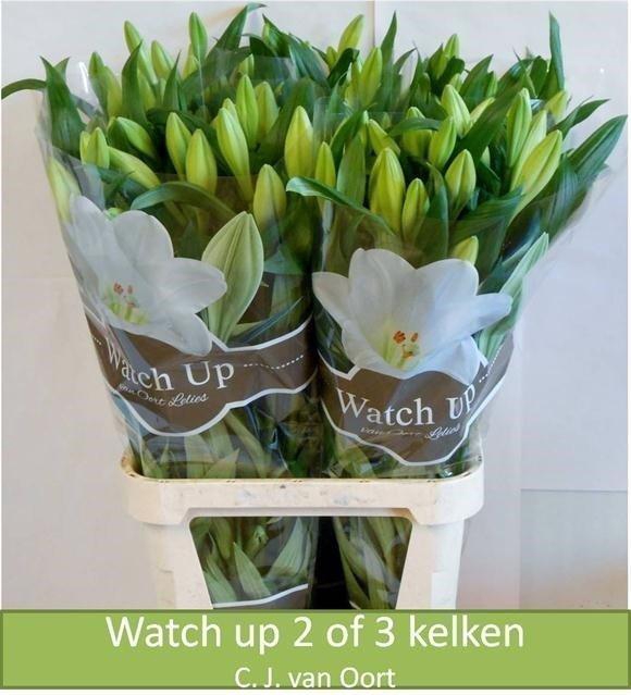 <h4>Lilium lo watch up</h4>