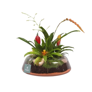 Glazen schaal rond laag groot met