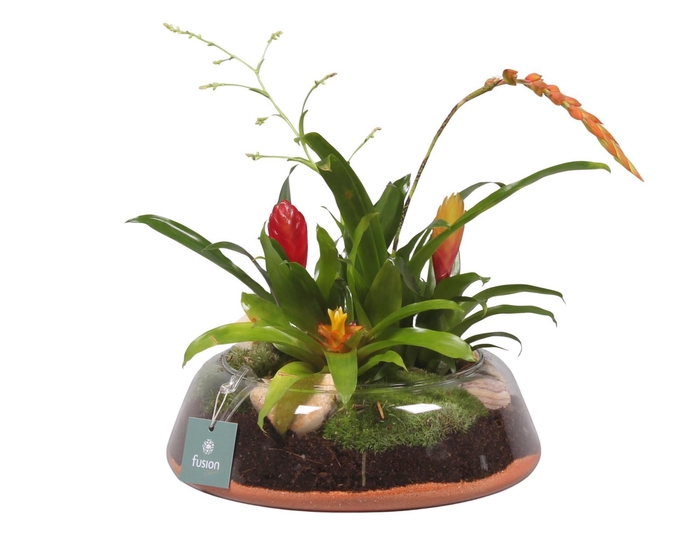 <h4>Glazen schaal rond laag groot met</h4>