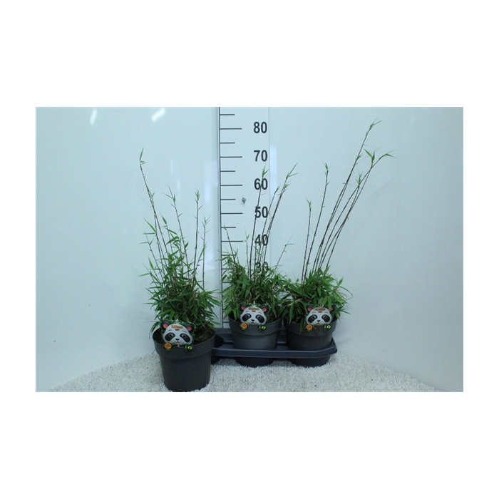 <h4>Fargesia rufa P19</h4>