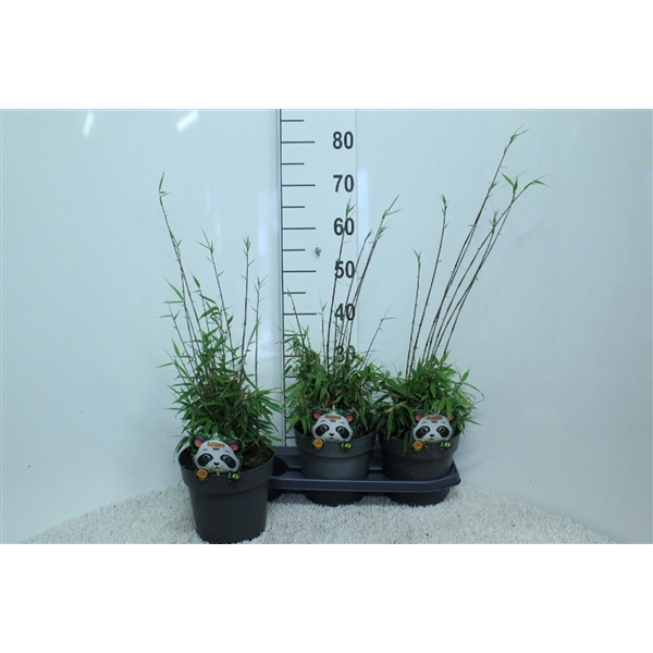 Fargesia rufa P19