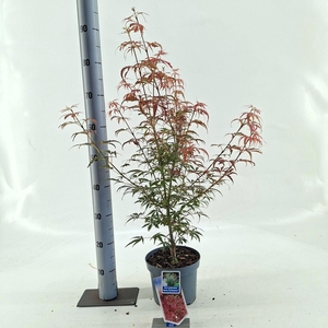 Acer palmatum Jerre Schwartz