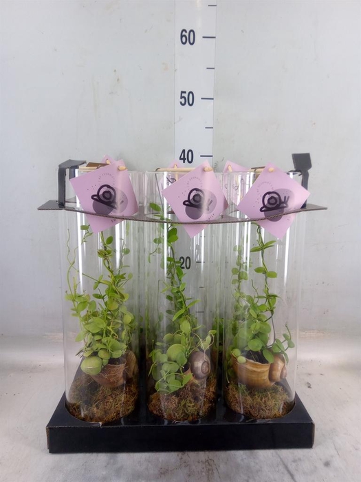 <h4>Arr.  Dischidia</h4>