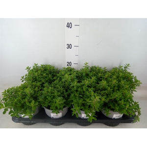 Origanum majorana
