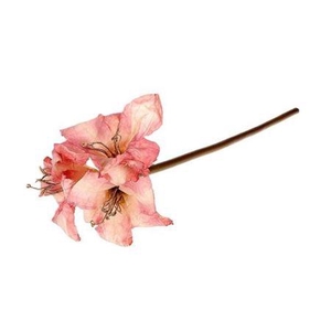 Stem Amaryllis L65