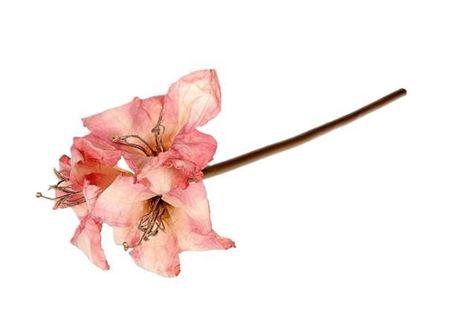 <h4>Stem Amaryllis L65</h4>