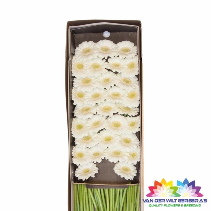 <h4>Germini Albino Doos</h4>