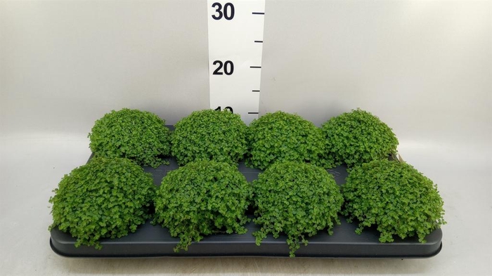 <h4>Soleirolia soleirolii   ...green</h4>