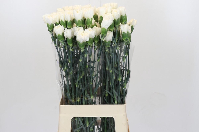 <h4>Dianthus St Moonlight</h4>