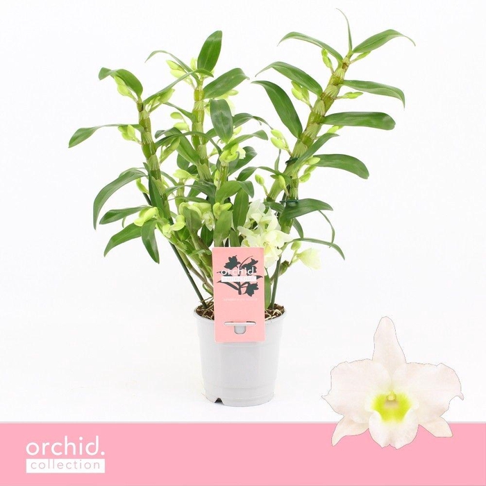 <h4>Dendrobium Nobilé, Apollon Wild 3+ tak 'Orchid Collection'</h4>