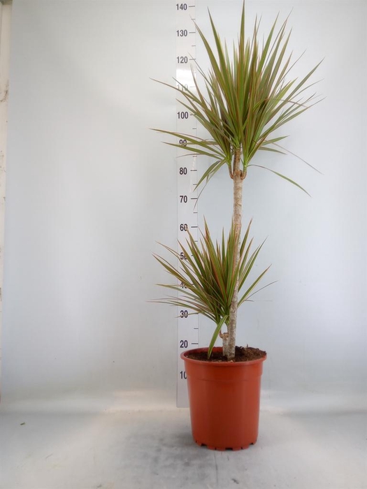 <h4>Dracaena marg.</h4>