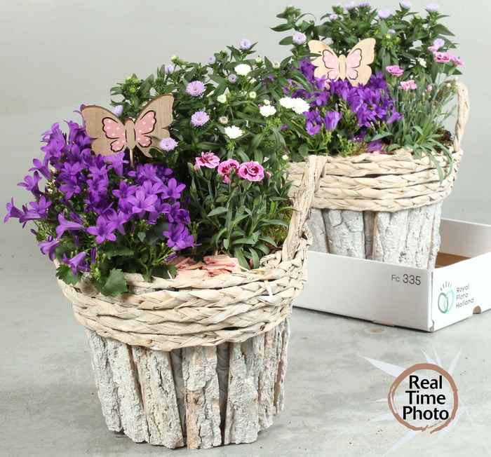 <h4>ARR TUINPLANTEN</h4>