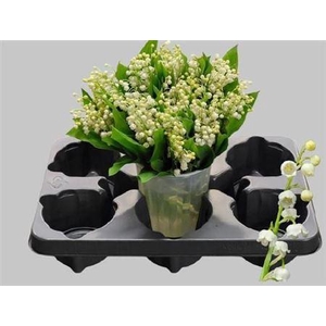 Convallaria P St
