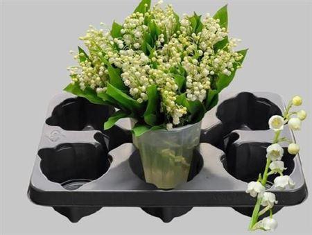 <h4>Convallaria P St</h4>
