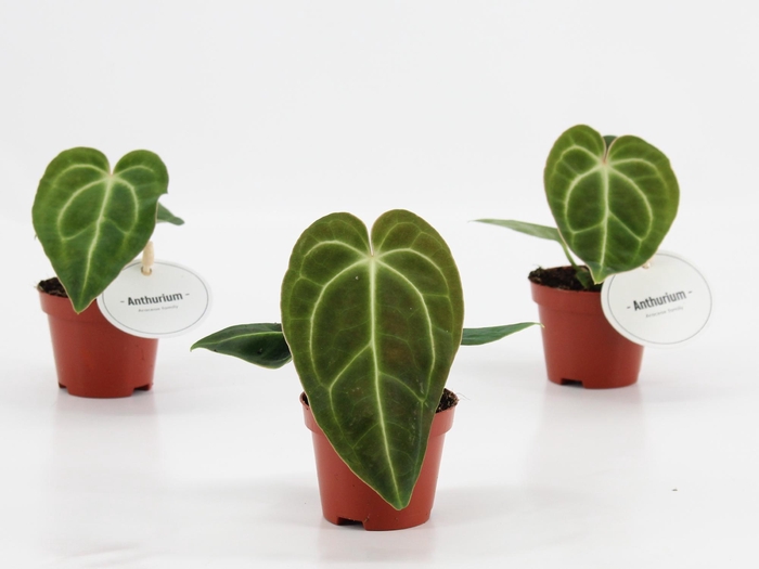 <h4>Anthurium Regale</h4>