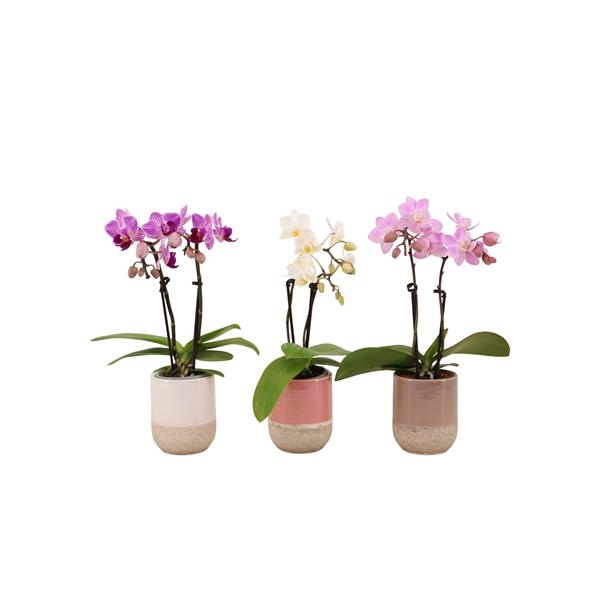 <h4>Becca Mix Tiny Dolls Mix 2T10+ Aqu@</h4>