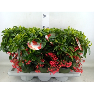 Ardisia crenata