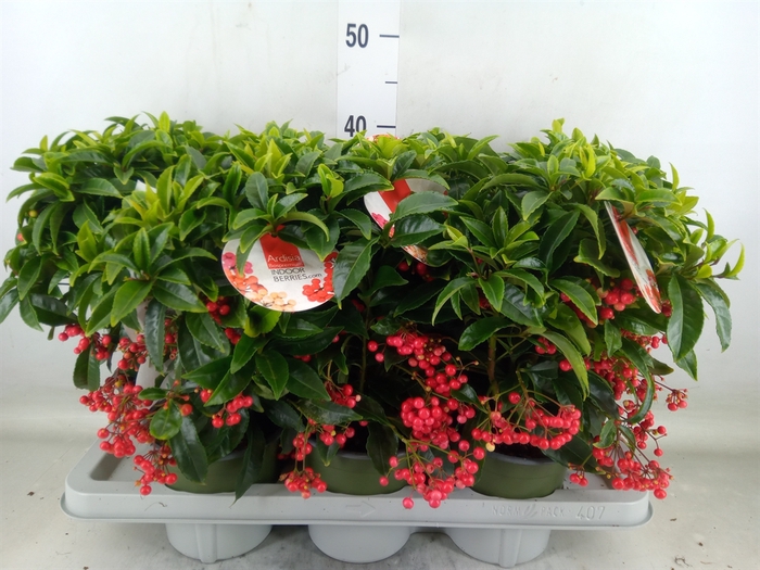 <h4>Ardisia crenata</h4>