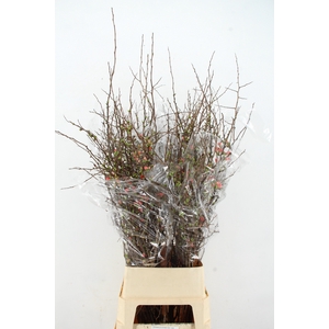 CHAENOMELES SUPERBA PINK 110CM