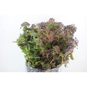 Vib Berry Blue P Bunch