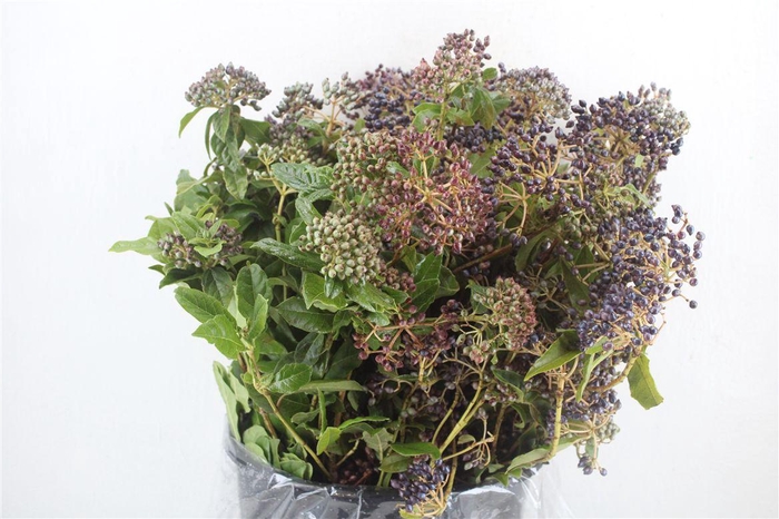 <h4>Vib Berry Blue P Bunch</h4>