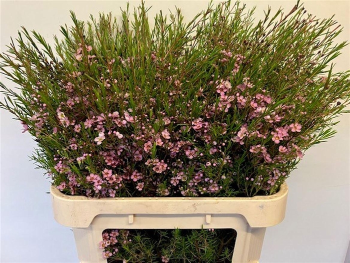 <h4>CHAME UN KERRYN</h4>