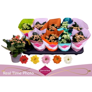 KAL GE PERF GEM 5 KL