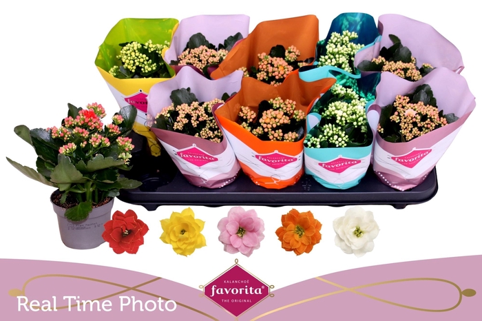 <h4>KAL GE PERF GEM 5 KL</h4>