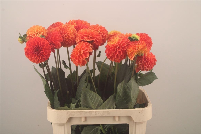 <h4>Dahl Orange Symphony</h4>