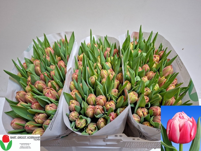 <h4>TU DU COLUMBUS</h4>