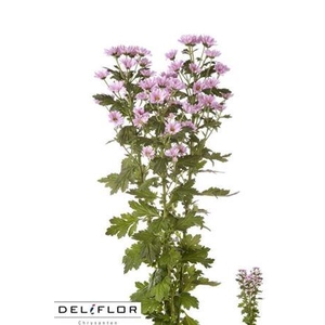 Chr S Aaa Krissi Pur