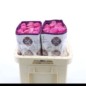 R Gr Queens Crown Ec