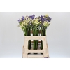 Agapanthus Mix