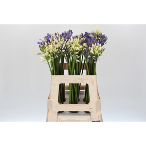 Agapanthus Mix