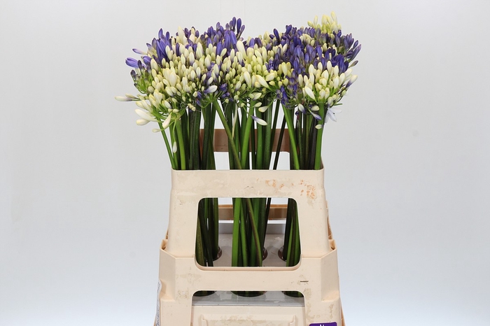 <h4>Agapanthus Mix</h4>