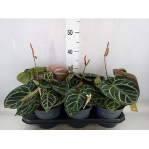 Anthurium cryst. 'Karma Crystal'