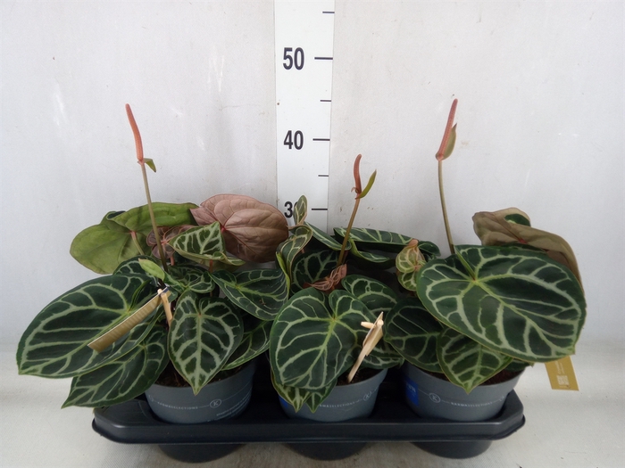 <h4>Anthurium cryst. 'Karma Crystal'</h4>