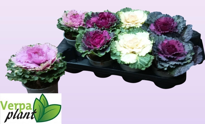 BRASSICA (SIERKOOL)