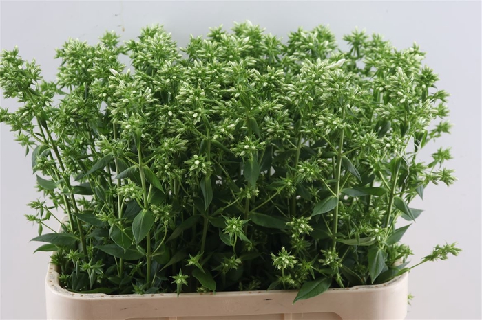 <h4>Phlox P Wizzard Snowdropz</h4>