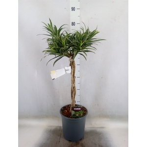 Dracaena refl.   ...