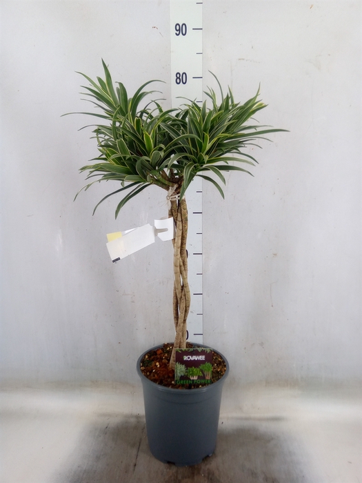 <h4>Dracaena refl.   ...</h4>