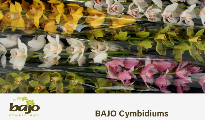 <h4>CYMB T GEM</h4>
