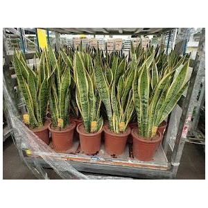 Sansevieria trif. Laurentii