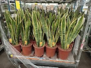 <h4>Sansevieria trif. Laurentii</h4>