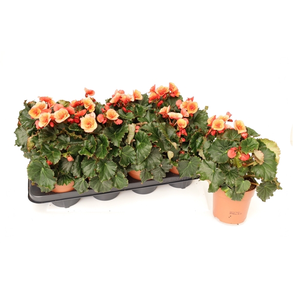 Begonia 'Glory Garden' Orange