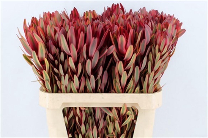 <h4>Leucad Safari Yester 80cm</h4>